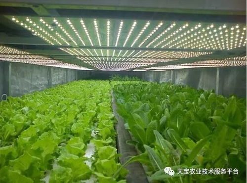 棚室采光不佳的应对策略与植物提取物研发的机遇与挑战