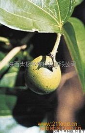 山茱萸提取物中Loganin的研发 从植物精华到10:98高效制备