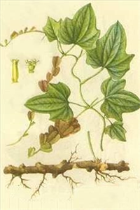 植物提取物研发 从自然中汲取健康与创新的源泉