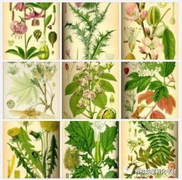 植物提取物是食品添加剂还是食品？深度解析其身份与研发意义