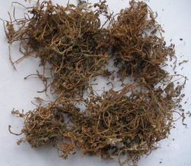 菠萝香蕉苦瓜酵素的市场价格分析及植物提取物研发趋势